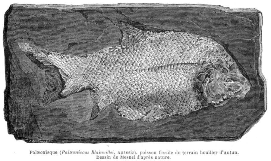 Palaeonisque. Poisson fossile du terrain houiller d'Autun