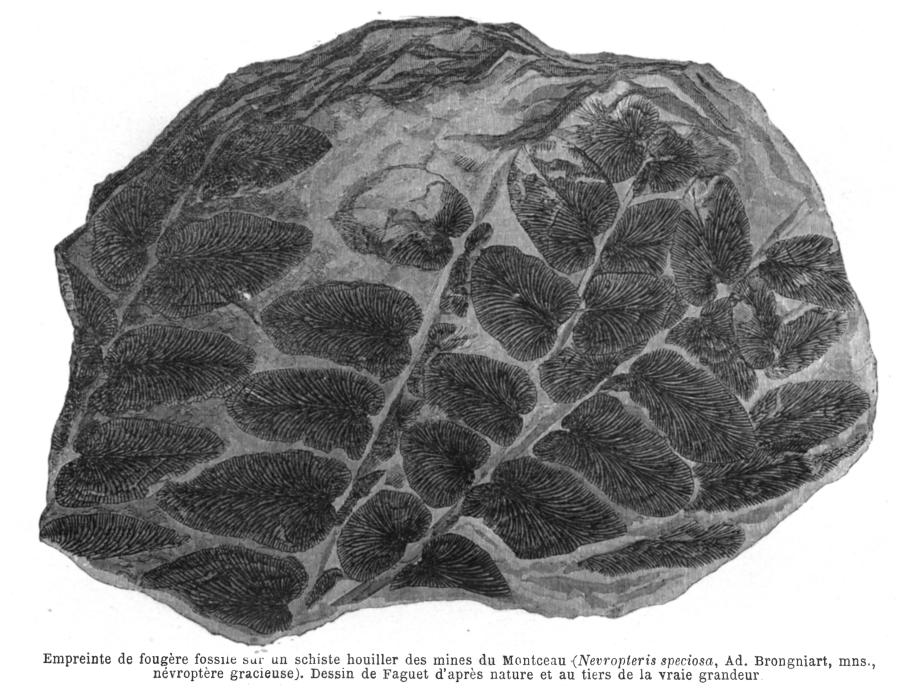 Empreinte de fougère fossile sur un schiste houiller des mines du Montceau